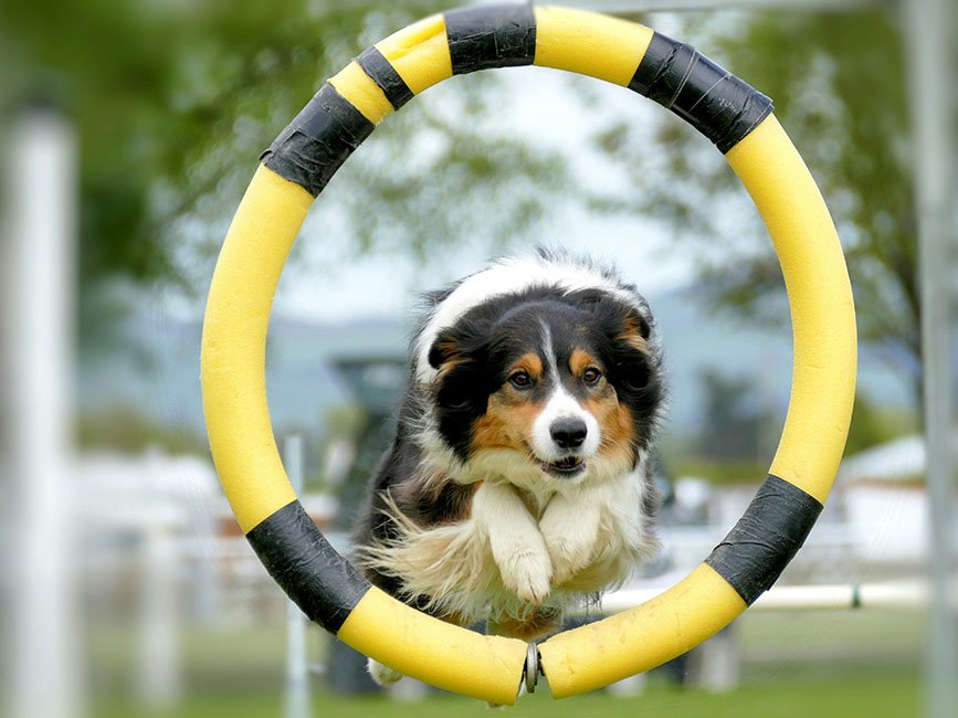 Lee más sobre el artículo El Arte del Adiestramiento Canino: Transformando Vidas Juntas